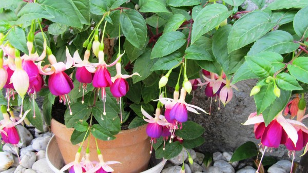 fuchsie