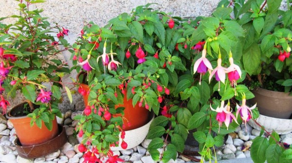 fuchsie 4