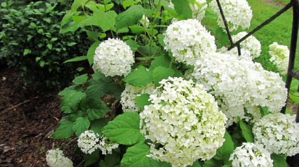 hortensie