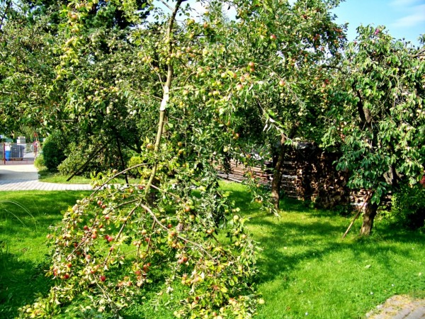 zlomen vtev