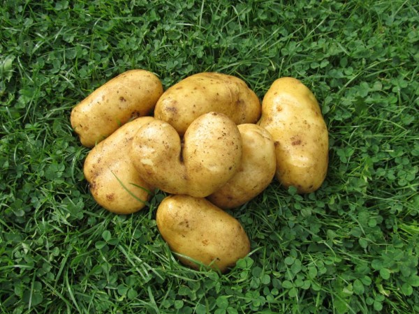 maxibrambory