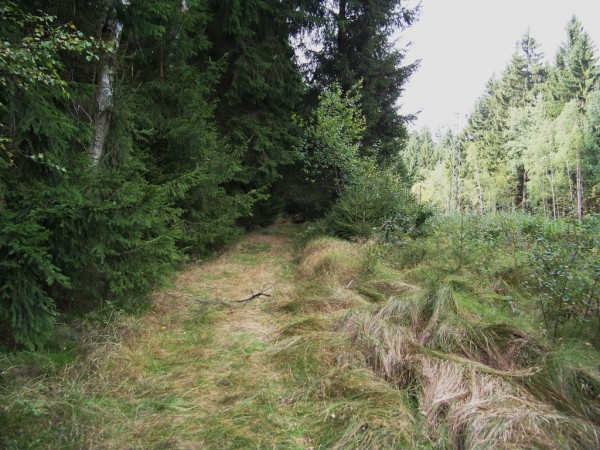cesta v lese