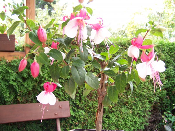 posledn fuchsie