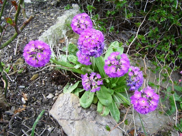 petrkl 2
