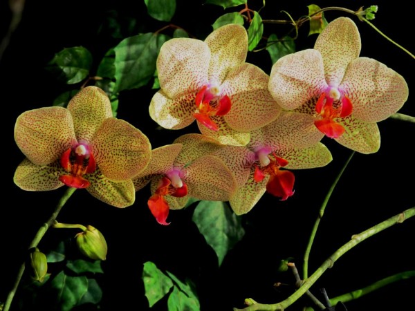 orchidejka