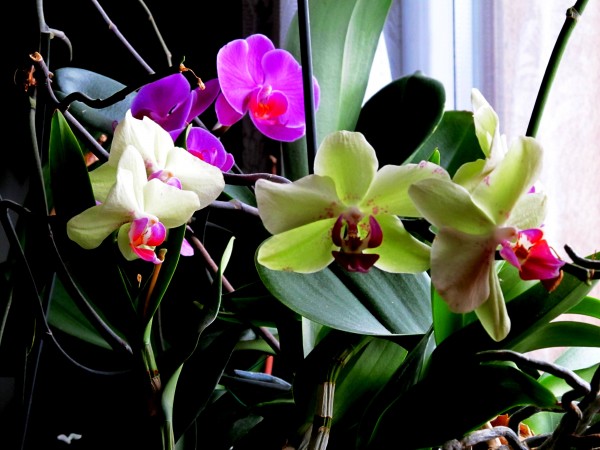 orchideje