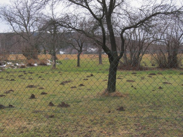 pracovit krtek