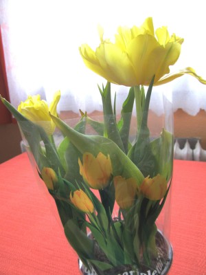 tulipny