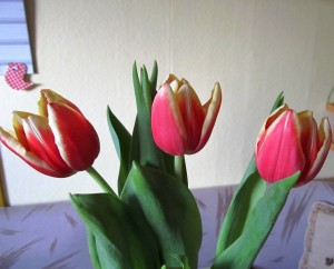 tulipny