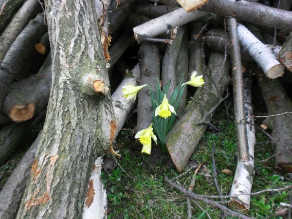 narcisky