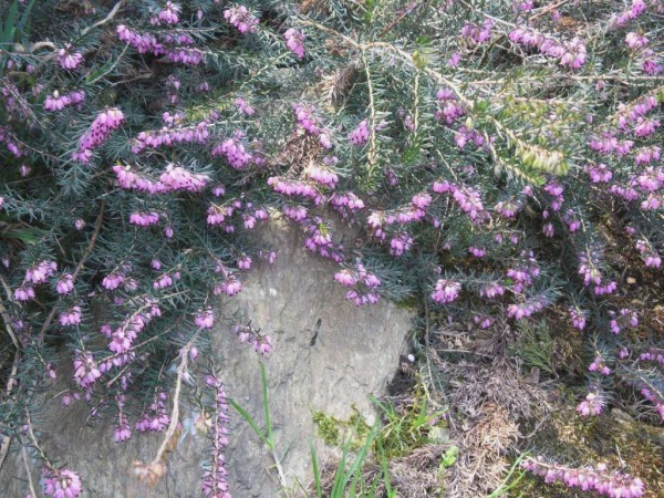 vesovec