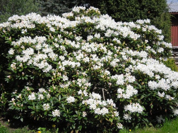 rhododendron