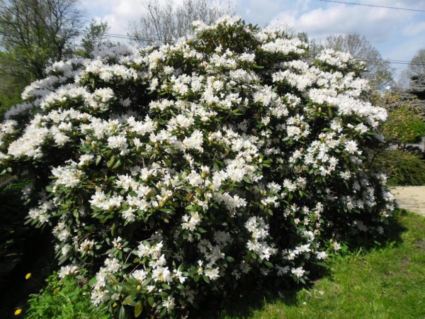 rododendron