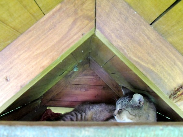 kocou siesta