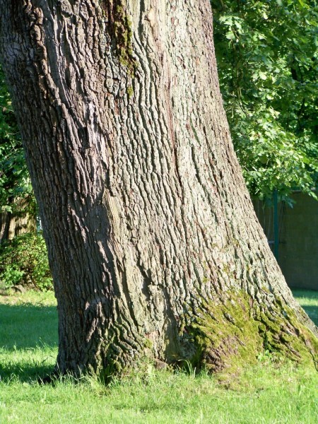Blohrad 322