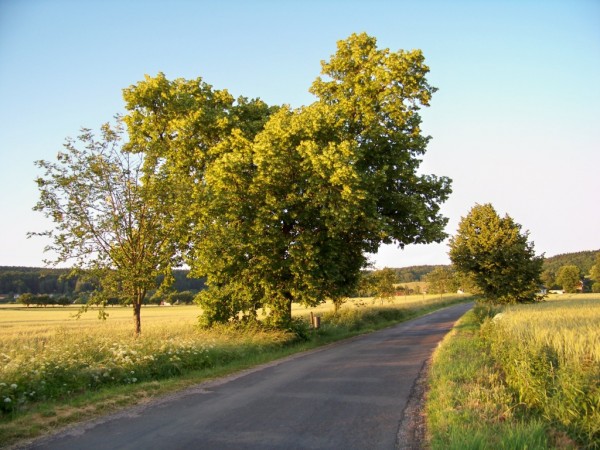 lzn 28