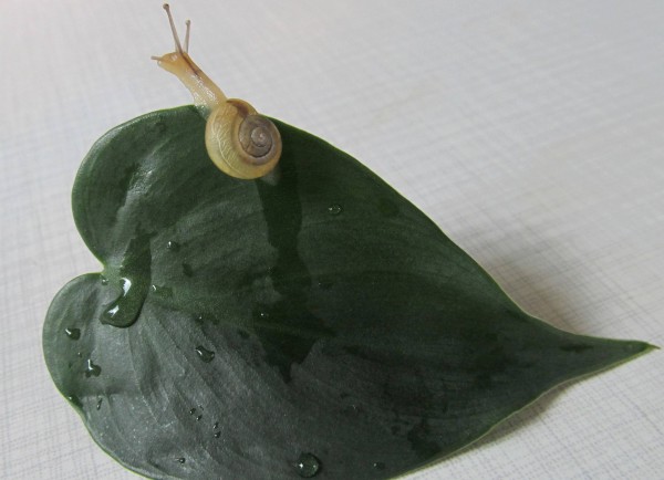 na pochodu