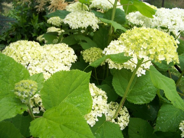 hortenzie