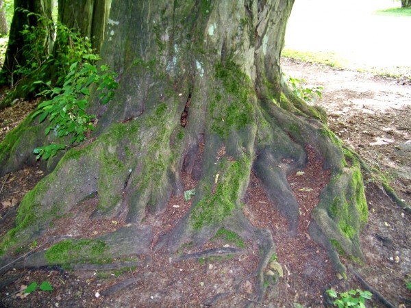 koeny stromu