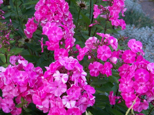 floxy