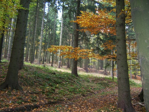 podzimn les