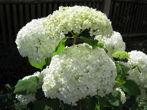 bl hortensie