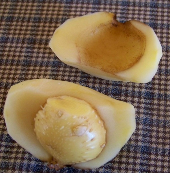 brambora