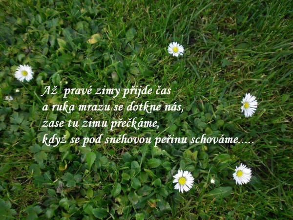 sedmikrsky