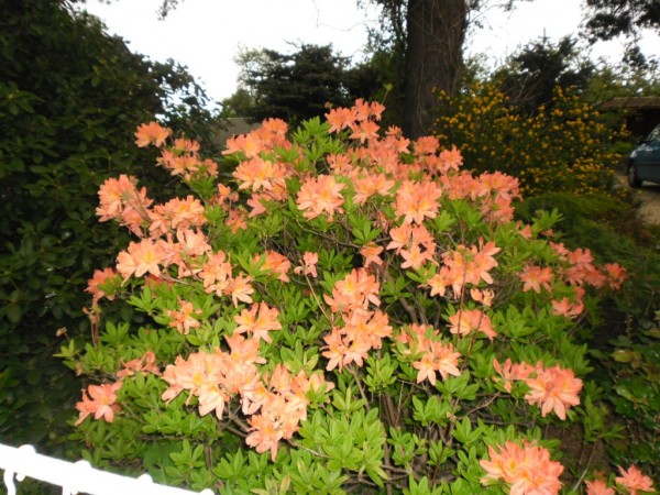 SAM_0052