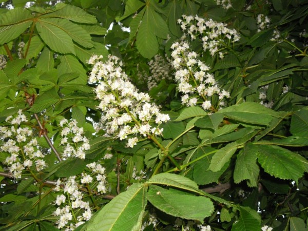 SAM_0032