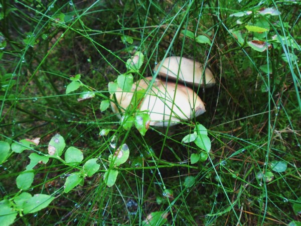 SAM_0272