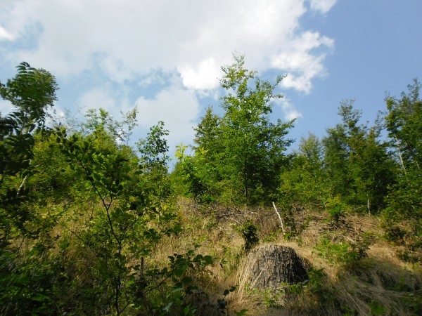 SAM_0377