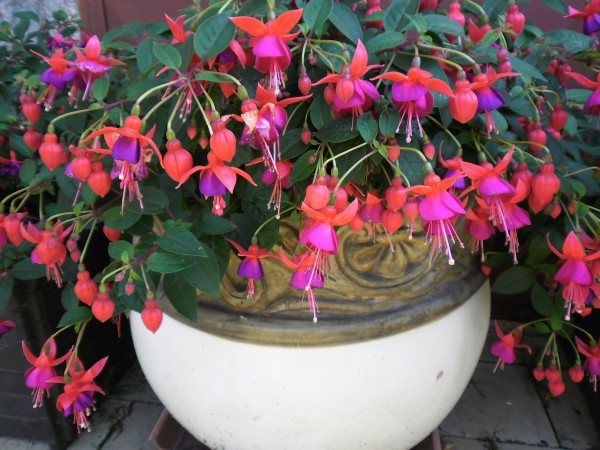 fuchsie