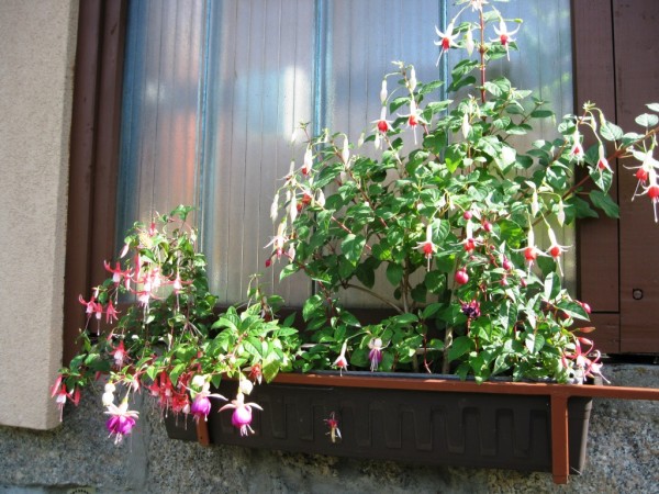 drobnokvt fuchsie
