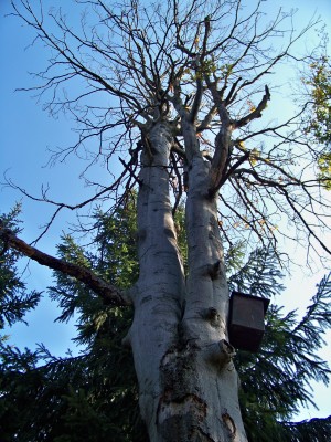 Na Olivetskou horu 033