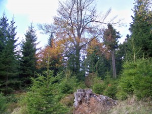 Na Olivetskou horu 129
