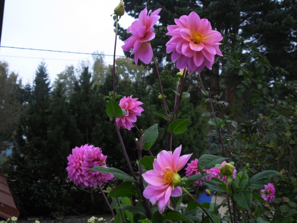 SAM_0906