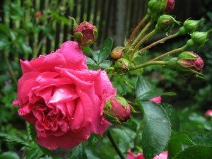 IMG_0848