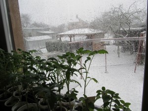 IMG_9118