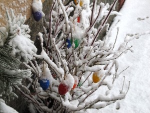 IMG_9125