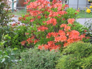 IMG_9336