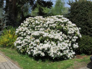rhododendron 2