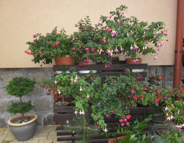 fuchsie