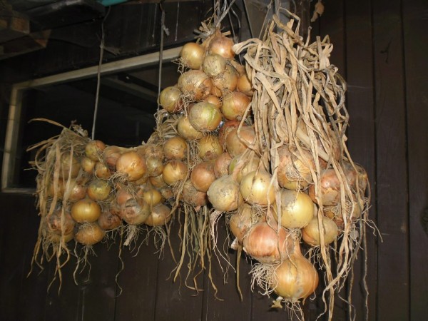 cibule