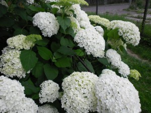 SAM_2417