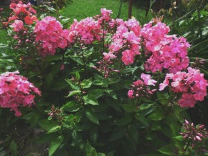 SAM_2360