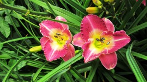 IMG_0474