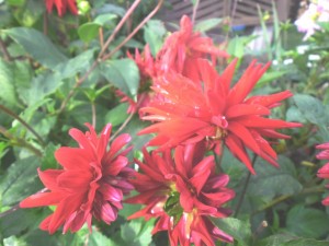 SAM_2547