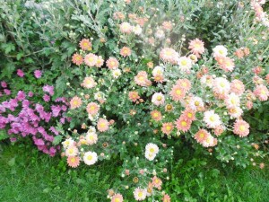 SAM_2560
