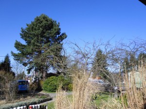 SAM_3078